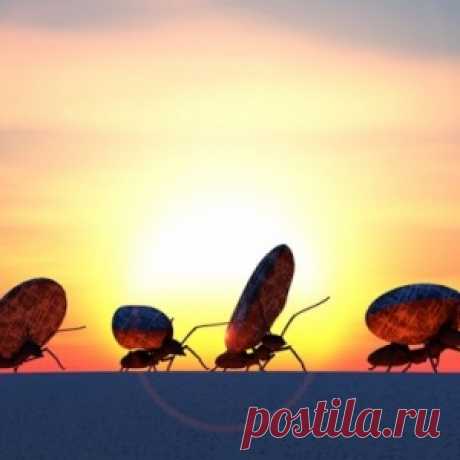 Как избавиться от муравьев на участке навсегда! - МирТесен