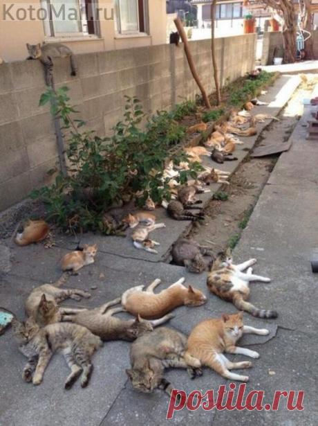 Котландия)