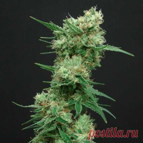 White Widow Fem
Genetics: Brazilian x India Indica

     The original White Widow has been created on the basis of pure Sativa from Brazil and breeding Indica-hybrid from south India. The result did not disappoint: the resulting knockdown on the grass was the most powerful in its time, eclipsing even the most popular up to this legendary brand Acapulco gold. The Widow grows up to 2 meters in the open air and up to 1.5 in a closed box (for 600W HPS)
#Amsterdam_Seeds