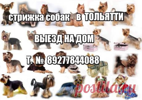 Наш питомник официально зарегистрирован в системе РКФ (Российская Кинологическая Федерация) и FCI (Международная Кинологическая Федерация). Мы профессионально занимаемся племенной работой и разведением собачек ..............декоративных пород . ПРОДАЖА ЩЕНКОВ В ТОЛЬЯТТИ 🌴🌴ЙОРКШИРСКИЙ ТЕРЬЕР . РАЗМЕРЫ ЩЕНКОВ - СУПЕР МИНИ .- МИНИ .- МЕЛКИЙ СТАНДАРТ .- СТАНДАРТ . -.🌴🌴.........ТОЙ ПУДЕЛЬ И КАРЛИКОВЫЙ ПУДЕЛЬ . СЕРЕБРИСТОГО ОКРАССА . 🌴🌴......ЦВЕРГ ШПИЦ - РЫЖИЕ - КРЕМОВЫЕ . - БЕЛЫЕ . 🌴🌴......... В пито