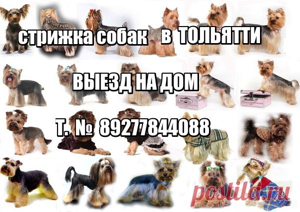 Наш питомник официально зарегистрирован в системе РКФ (Российская Кинологическая Федерация) и FCI (Международная Кинологическая Федерация). Мы профессионально занимаемся племенной работой и разведением собачек ..............декоративных пород . ПРОДАЖА ЩЕНКОВ В ТОЛЬЯТТИ 🌴🌴ЙОРКШИРСКИЙ ТЕРЬЕР . РАЗМЕРЫ ЩЕНКОВ - СУПЕР МИНИ .- МИНИ .- МЕЛКИЙ СТАНДАРТ .- СТАНДАРТ . -.🌴🌴.........ТОЙ ПУДЕЛЬ И КАРЛИКОВЫЙ ПУДЕЛЬ . СЕРЕБРИСТОГО ОКРАССА . 🌴🌴......ЦВЕРГ ШПИЦ - РЫЖИЕ - КРЕМОВЫЕ . - БЕЛЫЕ . 🌴🌴......... В пито