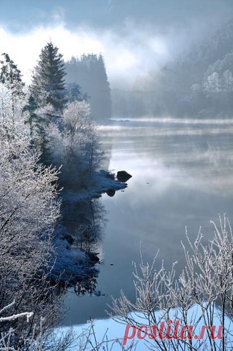легенда о дереве