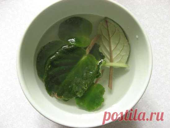 💧Купание листиков фиалок в хлорке для их обеззараживания.
Делается раствор белизны - на 1 часть белизны 10 частей воды. Вода не должна быть ледяной, иначе это будет первой ошибкой! Черенки сначала обрезаются на нужную длину, затем укладываются в этот раствор на 2-3 минуты. Если вы о них забудете на 5-15 минут, ничего страшного не произойдет. Предлагают купать их так 2-3 мин., этого достаточно для обеззараживания. Затем их промывают теплой водой. 
 
После этого листики надо просушить. Некоторые
