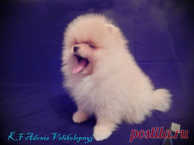 Щенки померанского шпица помет А | Питомник Карамель Фэнтези