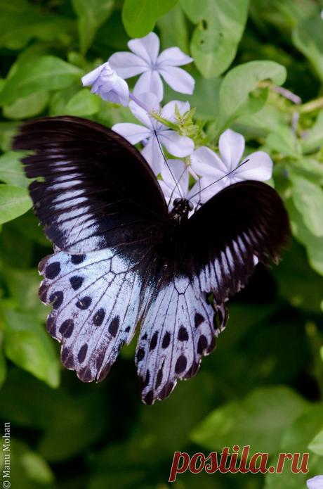 The Blue Mormon | Flickr - Photo Sharing!