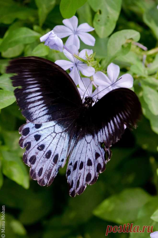 The Blue Mormon | Flickr - Photo Sharing!