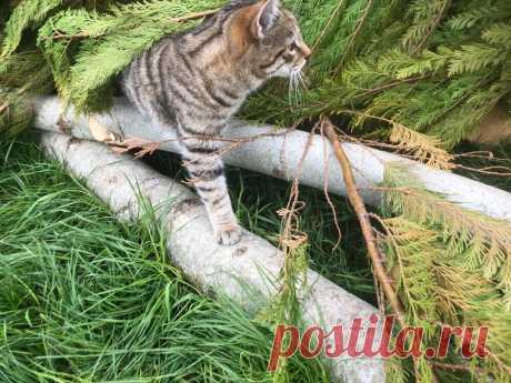News — Wildcat Haven