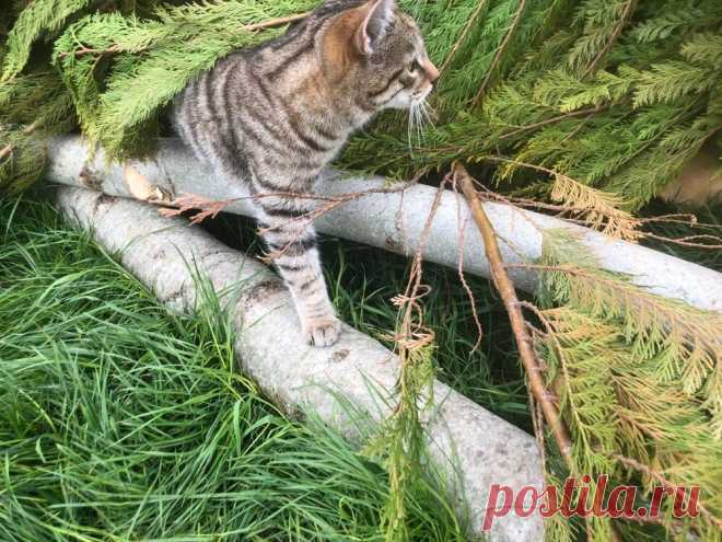 News — Wildcat Haven