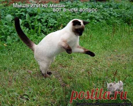 Забавные ....