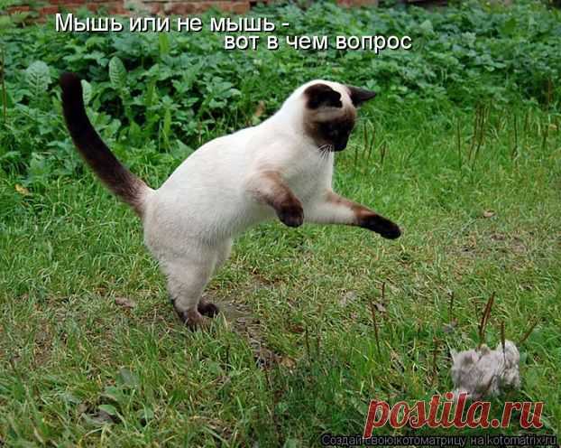 Забавные ....