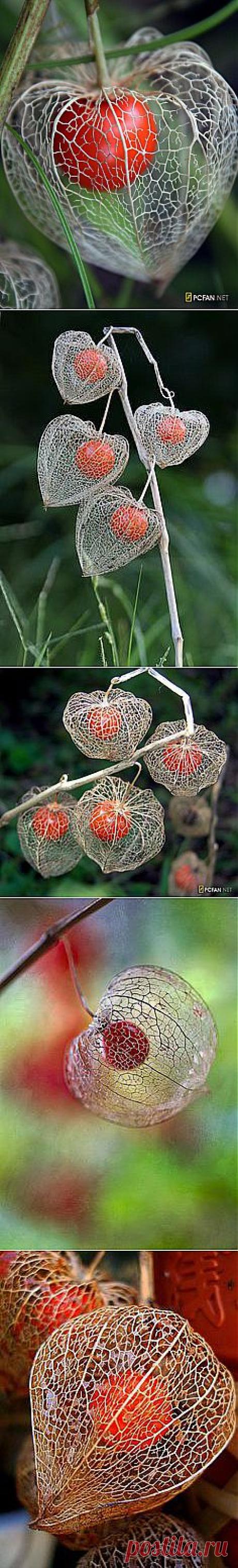 Физалис
Tannis Gordon приколол(а) это к доске How does your garden grow? | Pi…