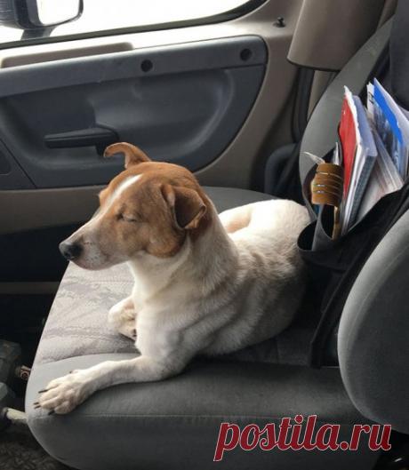 Собака отказалась идти за человеком без своего друга Когда водитель грузовика Дэн О'Грейди (Dan O’Grady) заметил на обочине шоссе маленькую бродячую собаку, он сразу же съехал с дороги и остановился в надежде найти дворняжку до того, как с ней случится что-то плохое.