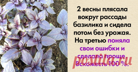 Делюсь результативным способом посадки базилика Добавляю во все блюда.