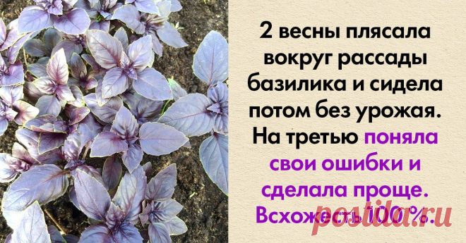 Делюсь результативным способом посадки базилика Добавляю во все блюда.