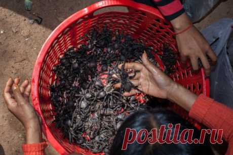 Камбоджийские охотники на тарантулов