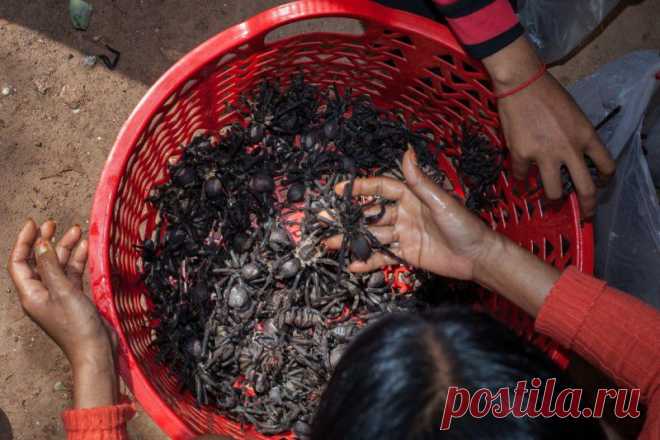 Камбоджийские охотники на тарантулов