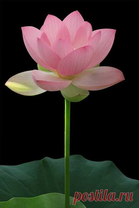 Lotus Flower,  
flickr от Bahman Farzad  |   Pinterest • Всемирный каталог идей