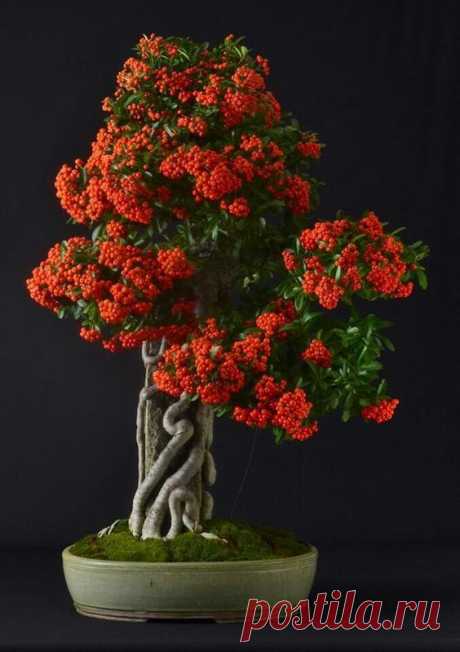 Amazing Bonsai  |  Pinterest • Всемирный каталог идей