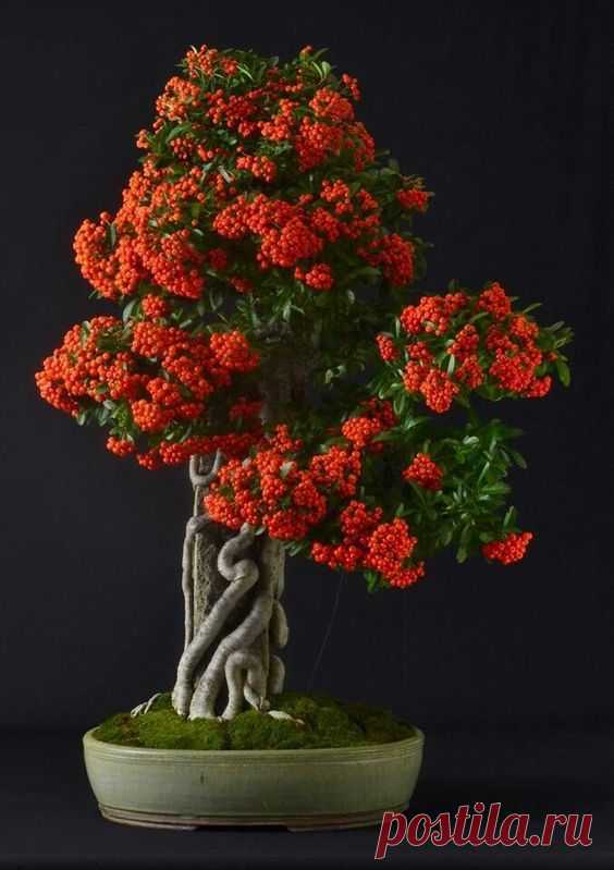 Amazing Bonsai  |  Pinterest • Всемирный каталог идей