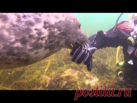 ДАЙВЕР НИКАК НЕ МОГ ПОНЯТЬ, ЧЕГО ХОЧЕТ ОТ НЕГО ТЮЛЕНЬ. ПОКА ТОТ НЕ СХВАТИЛ ЕГО ЗА РУКУ… ЧЕГО ТОЛЬКО НЕ БЫВАЕТ?! Аквалангист Гари Грейсон плавал у побережья острова Силли в Великобритании, когда к нему внезапно нагрянуло несколько серых тюленей. Забавных морских обитателей совсем не смутили люди, более того, они явно обрадовались этой встрече. Один из зверьков подплыл поближе к Гари и коснулся его носа своим,