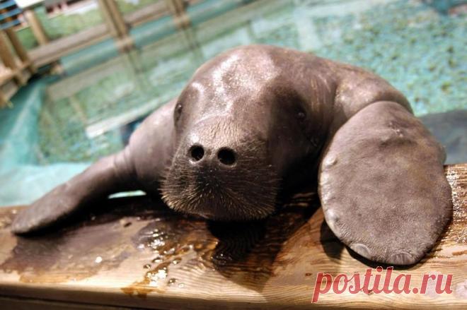 Самый старый в мире 69-летний ламантин погиб во Флориде | Чёрт побери Продолжается расследование печальных обстоятельств смерти известной морской коровы по имени Снути, которая приключилась в Музее Южной Флориды, где животное провело почти всю свою жизнь. Снути, родившийся в 1948 году, умер через несколько дней после своего 69-летнего юбилея. Тело ламантина было обнаружено в технической зоне бассейна, обычно надежно закрытой от животных и посторонних. По непроверенным данн...