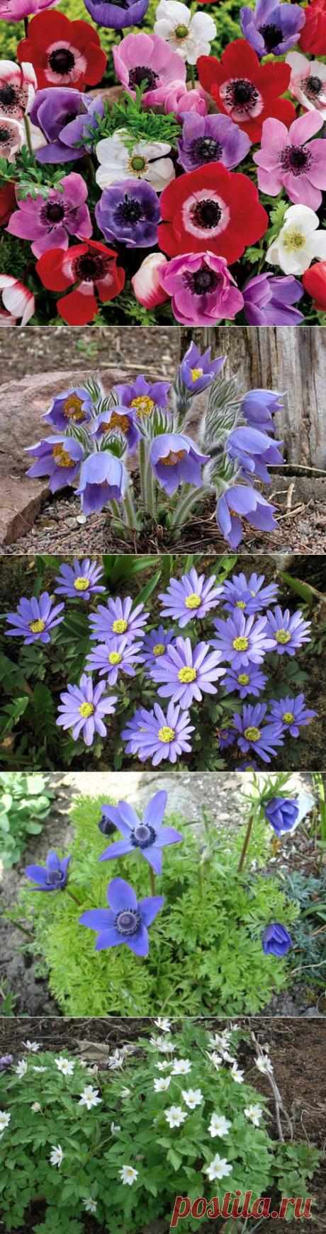 ЭТИ ВЕТРЕНИЦЫ-АНЕМОНЫ | Самоцветик