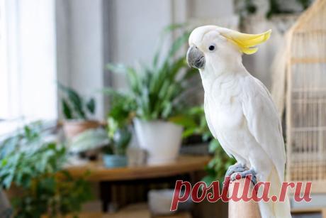 🐦🏠 Безопасный дом для попугая — это не только правильный корм и удобная клетка.

Некоторые привычные вещи могут представлять серьёзную опасность для птиц: антипригарные покрытия, бытовая химия, ароматизаторы, табачный дым, краски, некоторые растения, продукты и металлические предметы.

Знание потенциальных источников токсинов помогает предотвратить опасную ситуацию ещё до появления первых симптомов. 💚

#Попугаи Изображение от ChatGPT