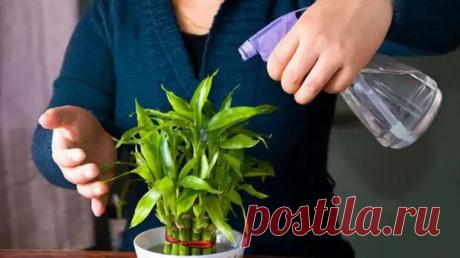 Недорогое аптечное средство с полезными свойствами для домашних растений