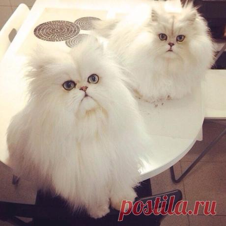 Самые милые коты в мире! 6 фото. Посмотрите все)