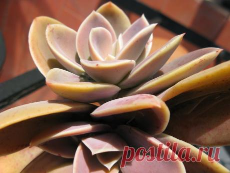 echeveria Explore mnovela2293's photos on Flickr. mnovela2293 has uploaded 5137 photos to Flickr.