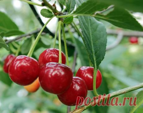 ТАРАТОРКА — «ВИШНЕВЫЙ РАЙ» на Яндекс.Фотках