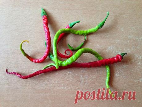 Сладкий перец «Питон»: подробная характеристика, плюсы и минусы гибрида | Подмосковье