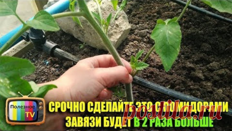 СРОЧНО СДЕЛАЙТЕ ЭТО С ПОМИДОРАМИ И ЗАВЯЗИ БУДЕТ В 2 РАЗА БОЛЬШЕ