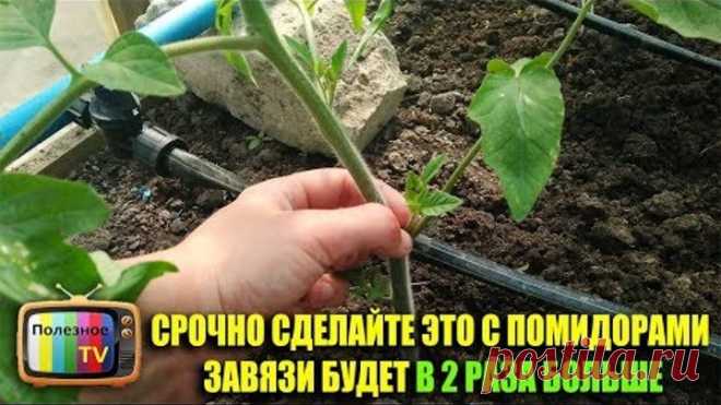 СРОЧНО СДЕЛАЙТЕ ЭТО С ПОМИДОРАМИ И ЗАВЯЗИ БУДЕТ В 2 РАЗА БОЛЬШЕ
