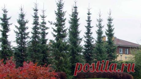 Ель сербская – выращивание, посадка и уход