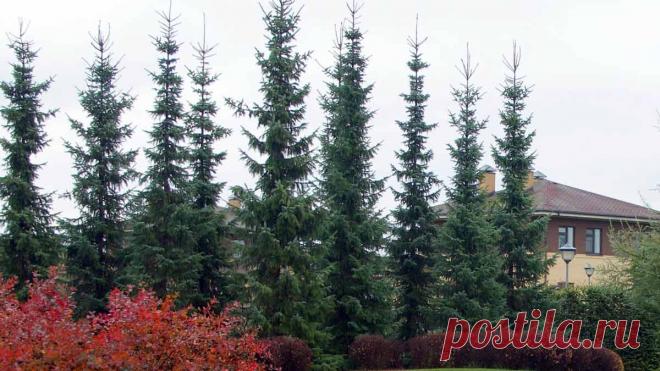 Ель сербская – выращивание, посадка и уход