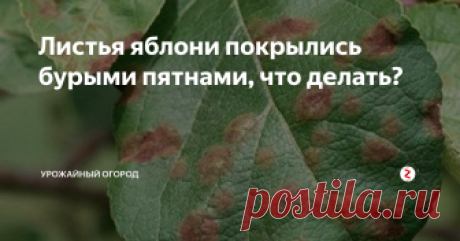 Листья яблони покрылись бурыми пятнами, что делать?  Ваша любимая яблоня покрылась бурыми пятнами и вы не знаете, что делать?Это болезнь, которая называется филлостиктоз. Если вы перевернете листок яблони, то увидите черное пятно - это споры. Если ничего с этим не делать, то уже со второй половины лета (с середины июля) ваша яблоня начнет погибать.
картинка с сайта ksew.info
картинка с сайта ksew.info
У больной яблони начинается ранний листопад, а п