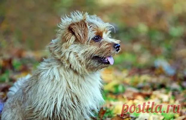 (3) «Я сказала «фу»: 15 пород собак, которые не пахнут и почти не линяют - Квартира, дом, дача - медиаплатформа МирТесен