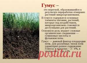 Что такое гумус? | Сад и Огород
