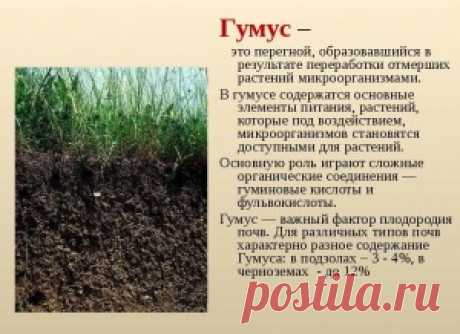 Что такое гумус? | Сад и Огород