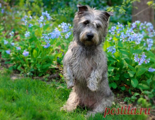 ღ Глен оф Имаал Терьер: описание породы собак с фото и видео