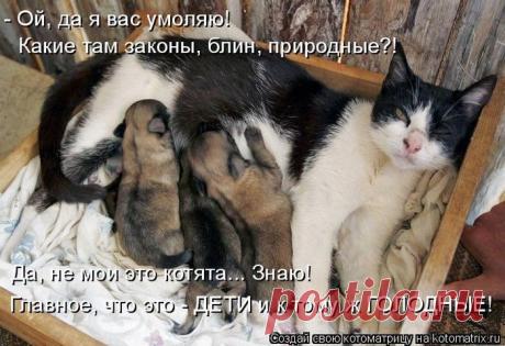 Лучшие котоматрицы недели (50 фото) » Триникси