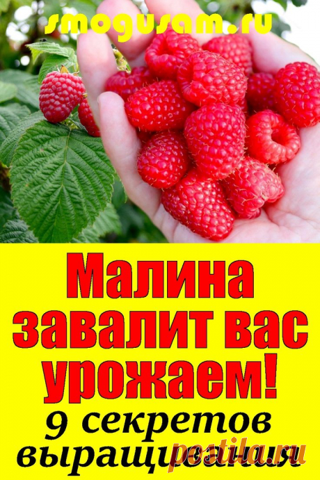 📌Малина завалит вас урожаем!🍓 9 секретов выращивания малины🍓🍓 в 2024 г | Выращивание малины, Малина, Кусты малины