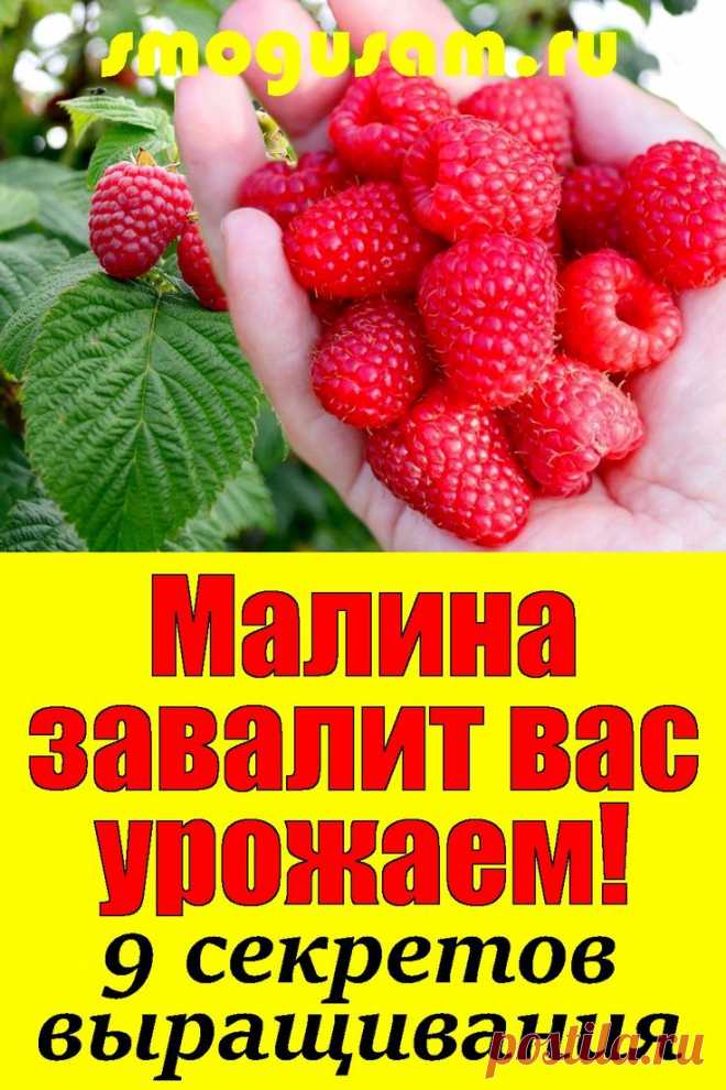 📌Малина завалит вас урожаем!🍓 9 секретов выращивания малины🍓🍓 в 2024 г | Выращивание малины, Малина, Кусты малины