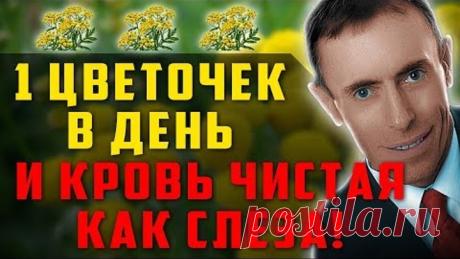 1 ЦВЕТОЧЕК В ДЕНЬ И КРОВЬ ЧИСТАЯ, КАК СЛЕЗА! Островский. Гепатит, холецистит, очищение крови, глисты