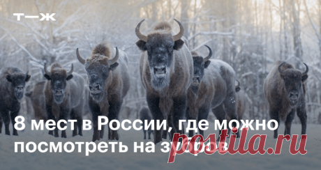 Где увидеть зубров в России В Подмосковье, Ленобласти и других регионах