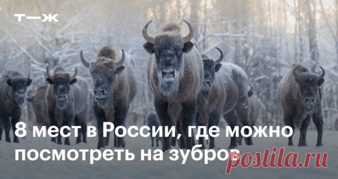 Где увидеть зубров в России В Подмосковье, Ленобласти и других регионах