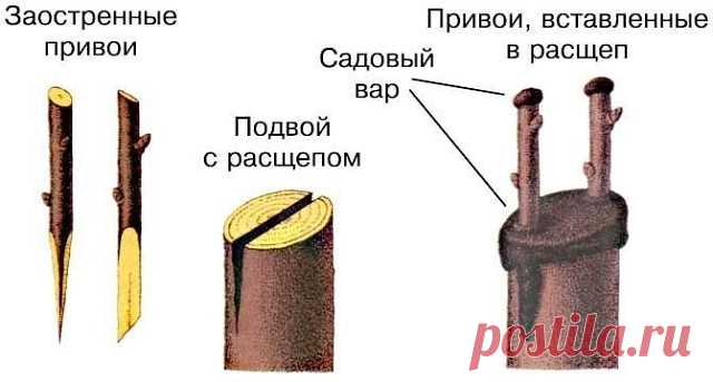 Советы опытных дачников 
 
Если вы облюбовали кандидата на подвой в лесу, выкопали и принесли на дачу, то пересаженному деревцу надо обязательно дать возможность укорениться и окрепнуть на новом месте. Через год-два он сможет стать подвоем. 
 
Если выбранное вами деревце растет не в том месте, где вы хотели бы иметь новый сорт, нужно сначала пересадить его и дать 1-2 года на укоренение. И только потом приступать к прививке. 
 
Если вы хотите вырастить карликовое деревце, т...