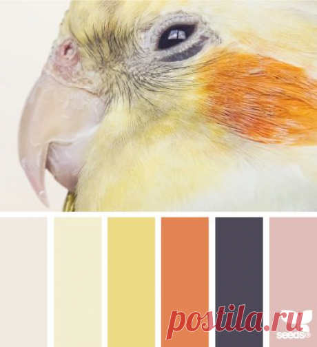Design Seeds® | for all who ❤ color