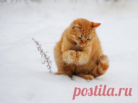 Лапки замёрзли, холодно без рукавичек.